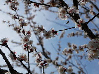 The bee is flying around a flowering branch of cherry  in spring