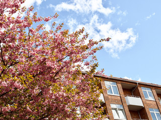 Lovely cherry blossoms in full bloom in Copenhagen, Denmark