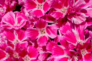 pink flowers in the garden