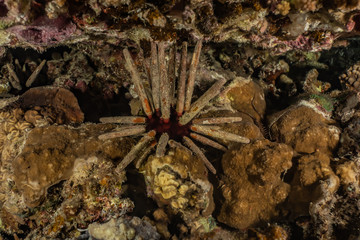 Coral reefs and water plants in the Red Sea, Eilat Israel