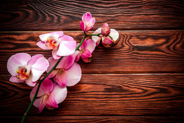 Fototapeta na wymiar A branch of purple orchids on a brown wooden background 