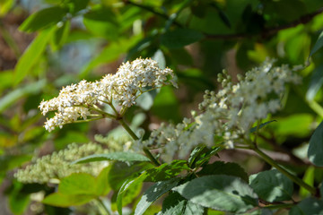 Fleurs de sureau noir (Sambucus Nigra) au printemps	