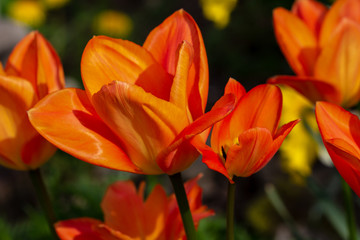 View of orange tulip flower in the spring time garden