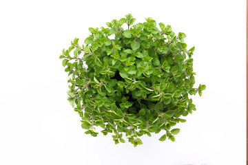 Fototapeta na wymiar Fresh green spices isolated on white background, top view.
