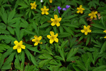 Gelbes Windröschen, Anemone ranunculoides, buttercup anemone