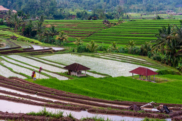 Fototapeta na wymiar Terraced Rice Fields