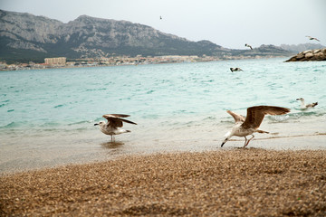 Fototapeta na wymiar Goélands bruns au bord de la plage, en Méditerranée