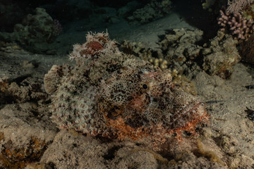 Fototapeta na wymiar Scorpion fish Amazing camouflage in the Red Sea