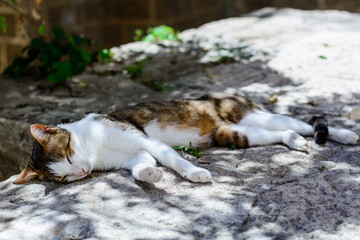 Naklejka na ściany i meble sleeping cat on the street