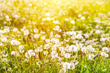 Golden sunset on the meadow with dandelions - seasonal allergy
