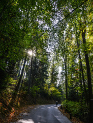 Path winds through a lush green forest