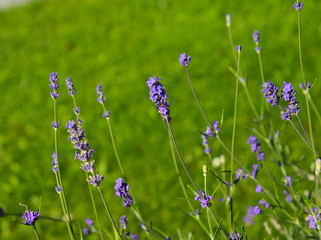 Lavender flowers blooming at the garden