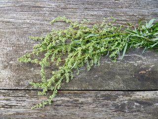 Wormwood. Flowering absinthium (Artemisia absinthium, absinthe, absinthium, sagebrush, mugwort). Medicinal plant. Bunch of wormwood herb flowers and leaves, jar of oil on an old wooden table.