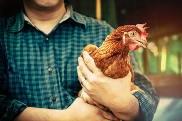Livestock concept : Men hold attention to raising chickens to be quality products on their...