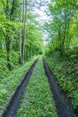 Waldweg mit nasser Fahrbahn