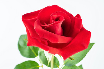 a big red rose flower