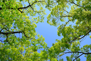 新緑と青空