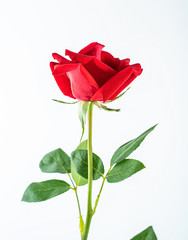 a big red rose flower