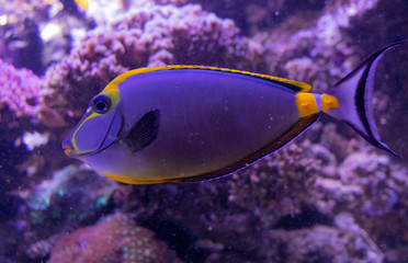 Fototapeta na wymiar underwater life of a fish