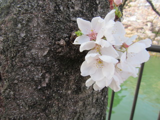 Flowers on a Tree