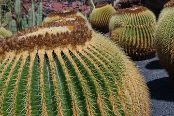 close up on cactus called in Latin Echinocactus grusonii on a sunny day