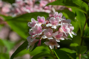 Close-up of pastel rosa flowering bush in the spring time garden