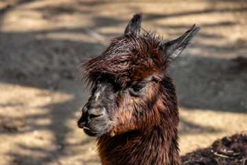 Portrait of domesticated brown Alpaca (Vicugna pacos) species of South American camelid