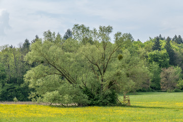 Misteln auf Baum im Frühjahr