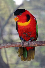 Parrot on a Branch in a Zoo