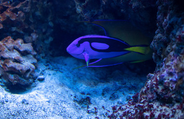 underwater life of a fish