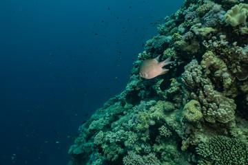 Coral reefs and water plants in the Red Sea, Eilat Israel