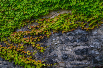 Green ivy covered wall as background image. Ecological concept.