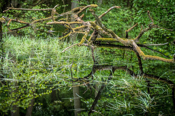 Waldsee im Fr&uuml;hjahr