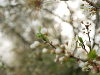 Tree branch with blooming flowers on a blurry background