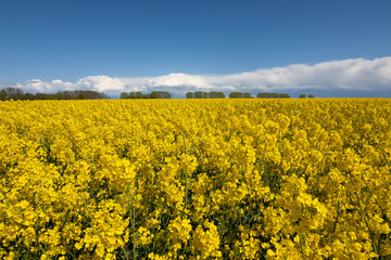 yellow blooming rape field in spring