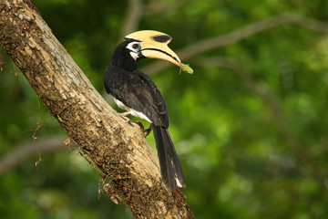 Oriental Pied-Hornbill - Anthracoceros albirostris large canopy-dwelling bird belonging to the Bucerotidae.