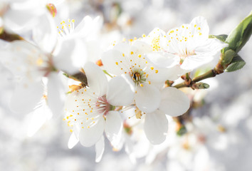 spring plum blossoms, white plum blossoms