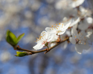 spring plum blossoms, white plum blossoms