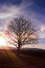 A lonely tree at sunset on the Swiss hills around Zurich, shot with analogue film photography