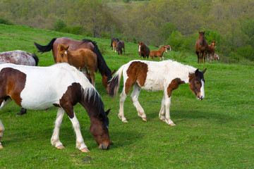 Obraz na płótnie Canvas A herd of horses grazing on a green mountain meadow in Strandzha mountain, Bulgaria