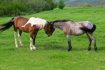 Obraz na płótnie Canvas Horses grazing on a green mountain meadow in Strandzha mountain, Bulgaria
