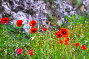 Poppy flowers blossom on wild field. Nature background. Beautiful field red poppies with selective focus. Red poppies in early morning light. Wonderful landscape. Amazing nature scene. Soft focus.