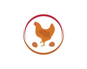chicken vector illustration