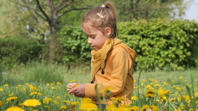Little child girl weaving wreath of yellow dandelion flowers on green grass in a park in Poland Wroclaw