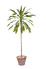 Disaster or Dracaena tree in a pot isolated on white background with clipping path.