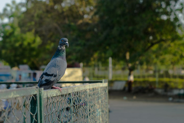 Pigeons and doves