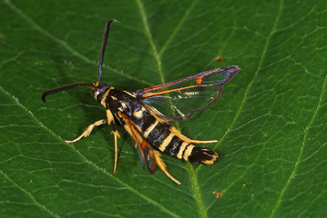 Synanthedon vespiformis (LINNAEUS, 1761) Wespen-Glasflügler DE, NRW, Leverkusen-Opladen 17.06.2012