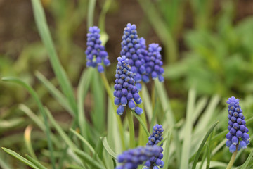 Muscari blue flowers on green background