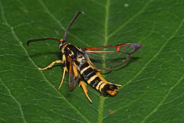 Synanthedon vespiformis (LINNAEUS, 1761) Wespen-Glasflügler DE, NRW, Leverkusen-Opladen 17.06.2012