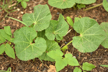 green leaves  in garden